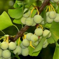 Саджанець Гінкго дволопатеве в контейнері